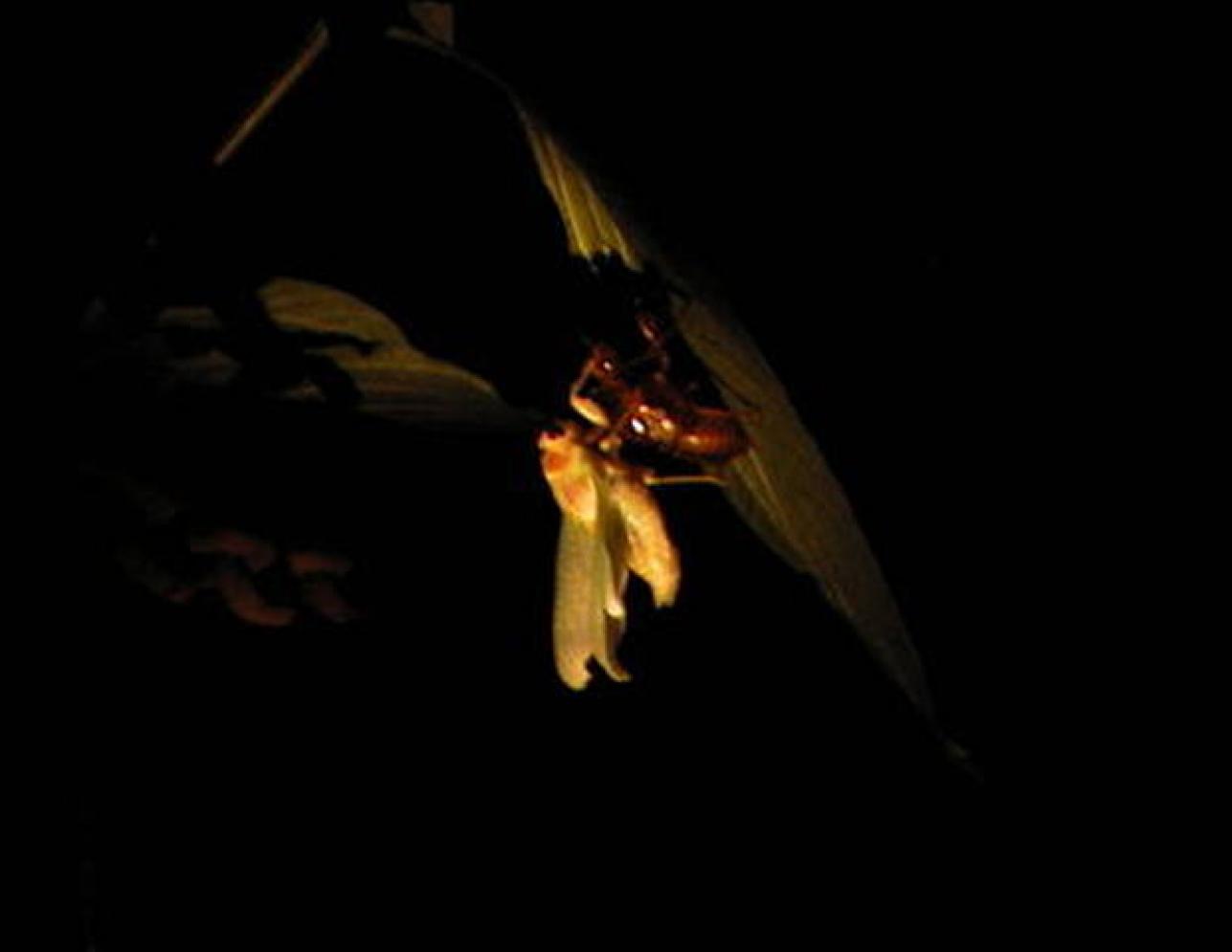 Yanesen in the night part2.