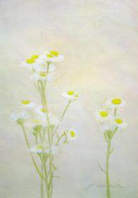 �����꡼KINGYO   ɩ���ۻҡ�SOU��