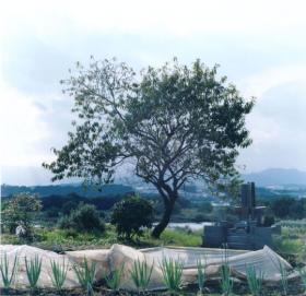 �֡����������롡�ס����̿�Ÿ���������꡼TEN